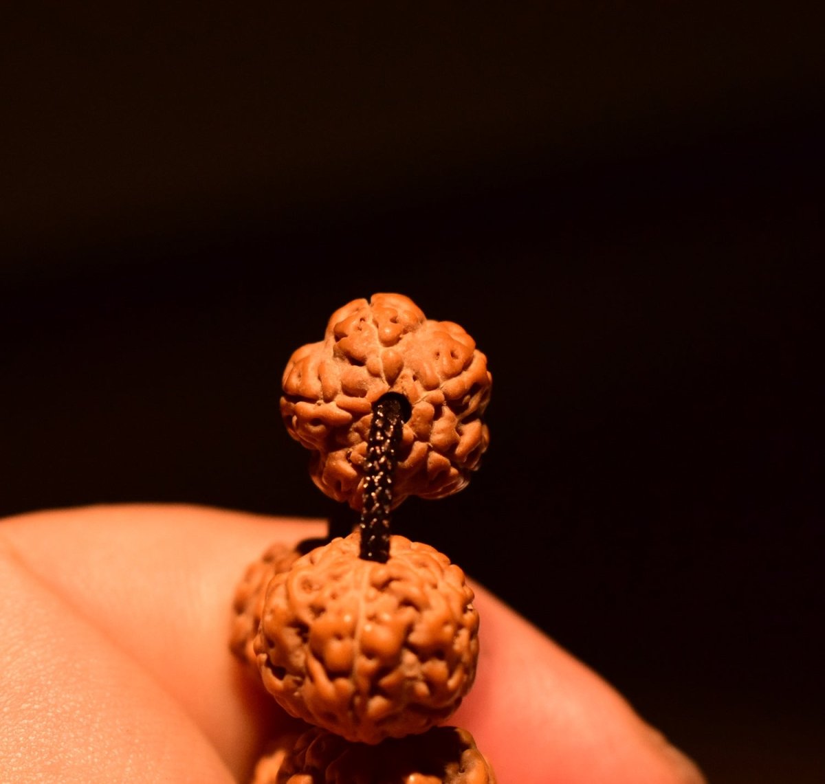 5 Mukhi Rudraksha Mala Beads - Rudraksha